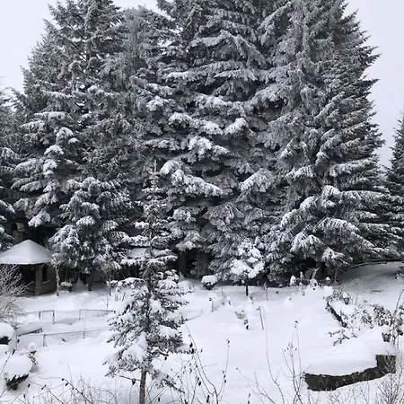 олівія * Skhidnytsia