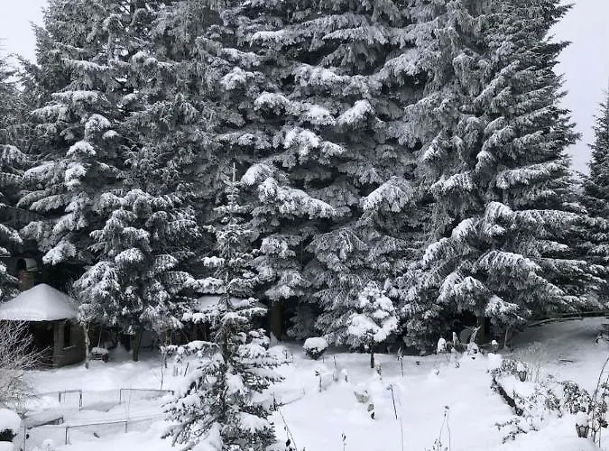 олівія * Сходница